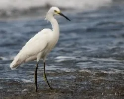 Egretta thula