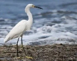Egretta thula