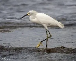 Egretta thula