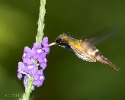 Lophornis helenae