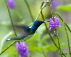 Florisuga mellivora
