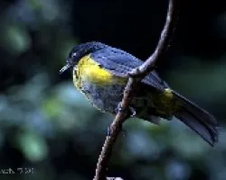 Phainoptila melanoxantha