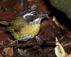 Chlorospingus pileatus