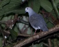 Leptotila cassini