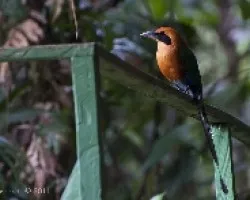 Baryphthengus martii
