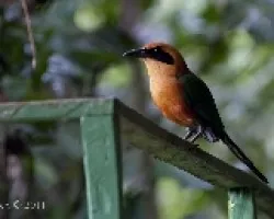 Baryphthengus martii
