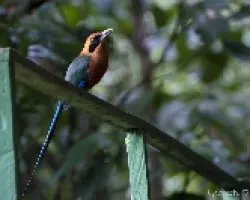 Baryphthengus martii