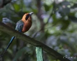 Baryphthengus martii