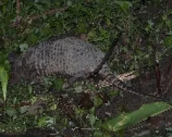 Dasypus novemcinctus