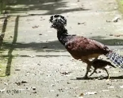 Crax rubra