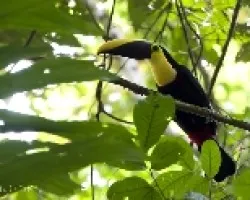 Ramphastos swainsonii
