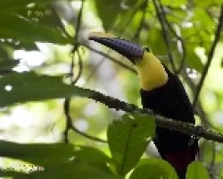 Ramphastos swainsonii