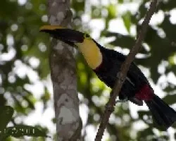 Ramphastos swainsonii
