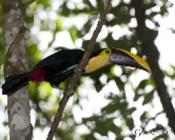 Ramphastos swainsonii