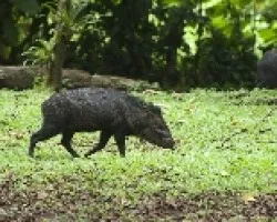 Pecari tajacu