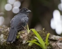 Trogon violaceus