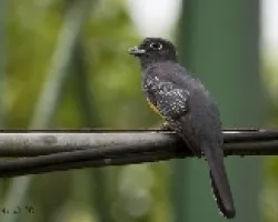Trogon violaceus
