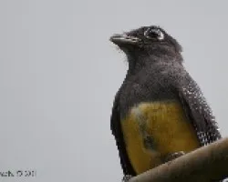 Trogon violaceus