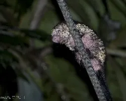 Sphiggurus mexicanus