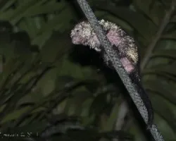Sphiggurus mexicanus