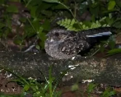 Nyctidromus albicollis