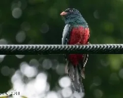 Trogon massena