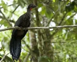 Penelope purpurascens