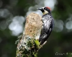 Melanerpes formicivorus