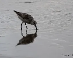 Calidris pusilla