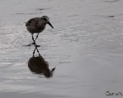 Calidris pusilla