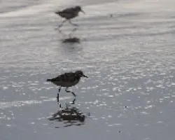 Calidris pusilla