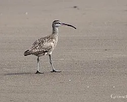 Numenius phaeopus