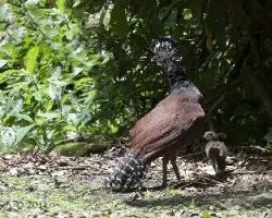 Crax rubra