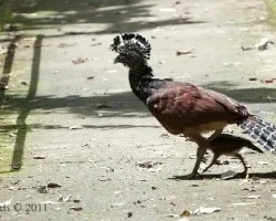 Crax rubra