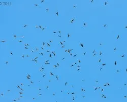 Migración de rapaces