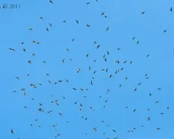 Migración de rapaces