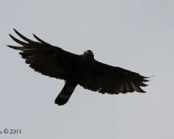 Buteo albonotatus