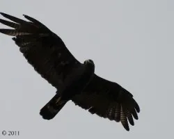 Buteo albonotatus