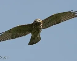 Buteo platypterus