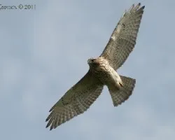 Buteo platypterus