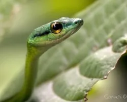 Leptophis depressirostris