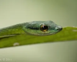 Leptophis depressirostris