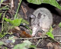 Dasypus novemcinctus 