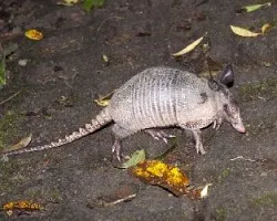 Dasypus novemcinctus