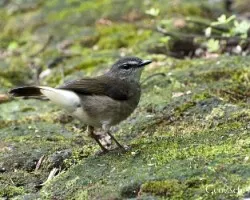 Phaeothlypis fulvicauda