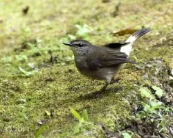 Phaeothlypis fulvicauda