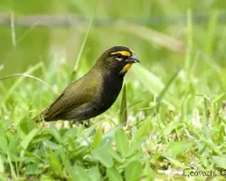 Tiaris olivaceus