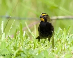 Tiaris olivaceus