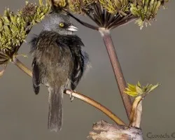 Junco vulcani
