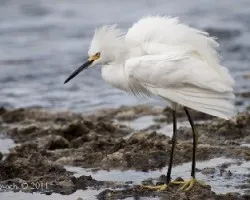 Egretta thula